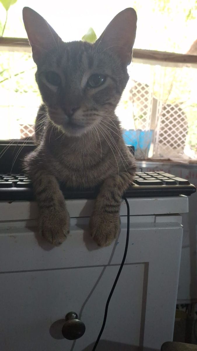 Debug, um dos nossos gatos resgatados, com as patas no teclado